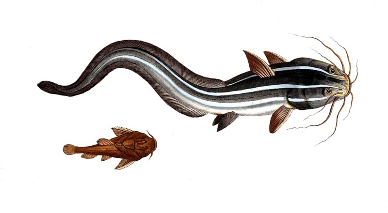 Fish, Fish, top: Platystactus anguillaris, the eel-shaped flat-fish, the Flat-Eel. bottom: Platystactus verrucosus, the warty Flat-fish, Historic, digitally restored reproduction from a 19th century original, Record date not stated