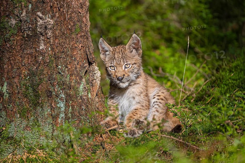 One young (10 weeks old) male Eurasian lynx, (Lynx lynx), resting next to a tree, enjoying the sun light
