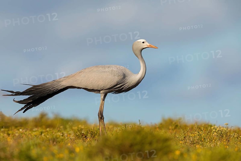 Paradise Crane, (Grus paradisea), (Anthropoides paradisea), Crane family, South Africa, Africa, Addo Elephant National Park, Addo, Western Cape
