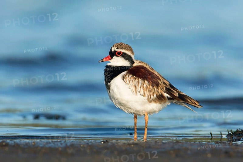 Black-fronted Dotterel (Elseyornis melanops), Victoria, Australia