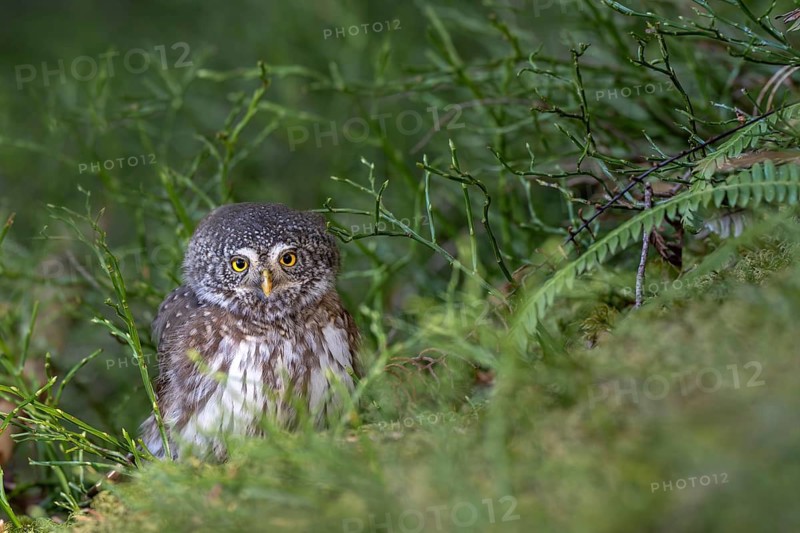 Pygmy Owl (Glaucicium passerinum), sitting on the ground, Pirchner Ast, Schwaz, Tyrol, Austria