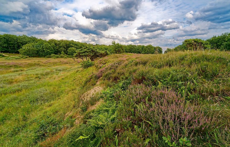 Ripple-crowned dune area in the Schleswig-Holstein municipality of Jörl. The nature reserve Düne am Rimmelsberg is an FFH area, overgrown with heather and juniper. Rimmelsberg, Jörl, Schleswig-Holstein, Germany