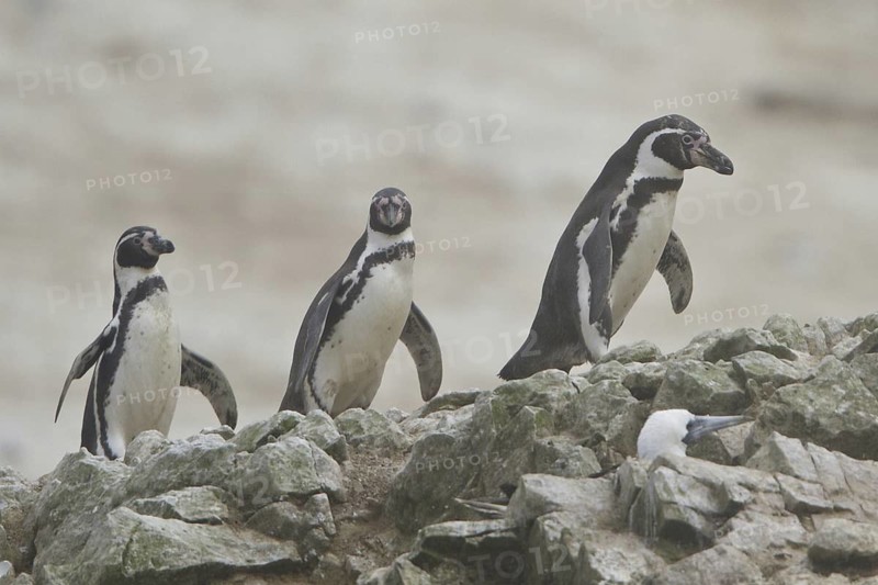 Humboldt Penguin (Spheniscus humboldti), Isla de Ballestas National Park, Peru