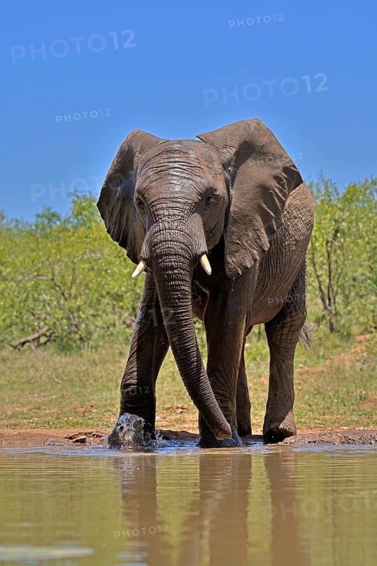 African elephant (Loxodonta africana), bull, male, at the water, Kruger National Park, Kruger National Park, South Africa