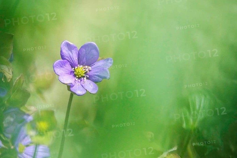 Liverworts in the forest, spring, Germany
