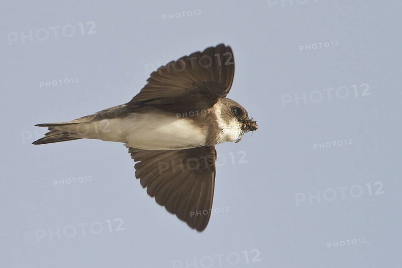 Sand Martin (Riparia riparia) flying, Newfoundland, Canada