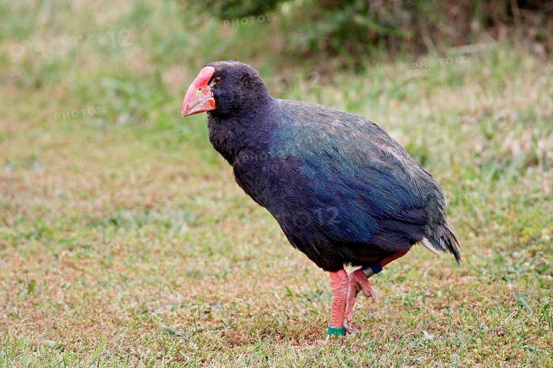 South Island Takahe (Porphyrio hochstetteri), New Zealand