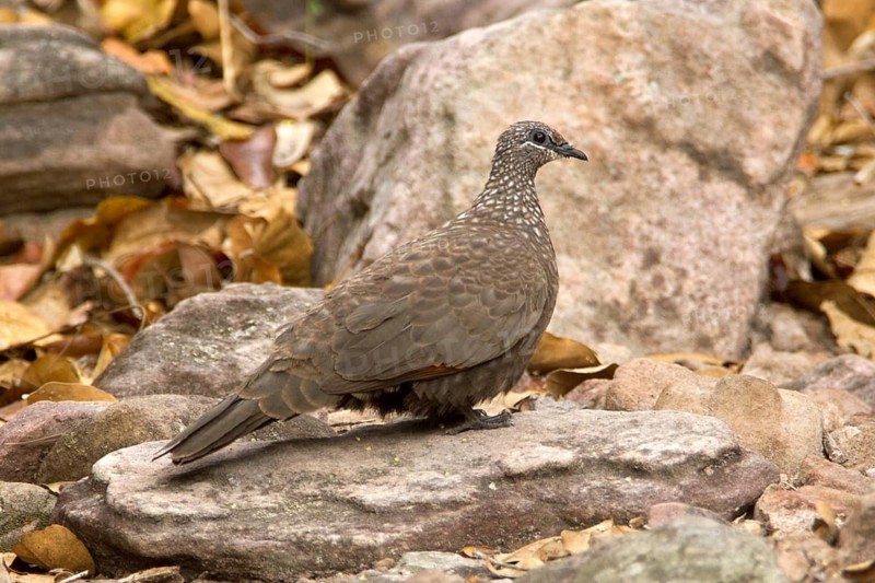 Chestnut-quilled Rock Pigeon (Petrophassa rufipennis), Northern Territory, Australia