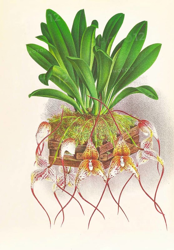 Orchid, Masdevallia Roezli, authentic reproduction of an illustration by Jean Jules Linden (1817 - 1898), Luxembourgish-Belgian botanist, one of the fathers of orchid research, Historical