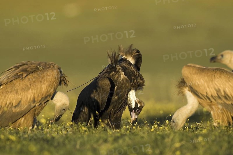 Griffon Vulture & Cinereous Vulture (Gyps fulvus & Aegypius monachus), Castile-La Mancha, Spain