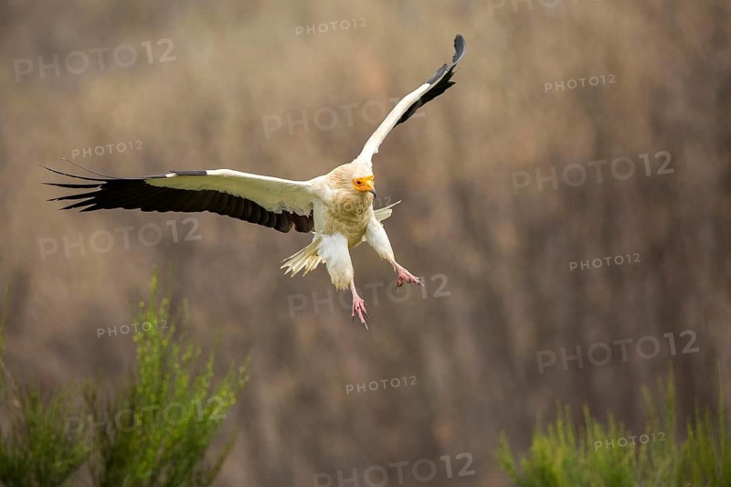 Egyptian Vulture (Neophron percnopterus) flying, Castile and Leon, Spain