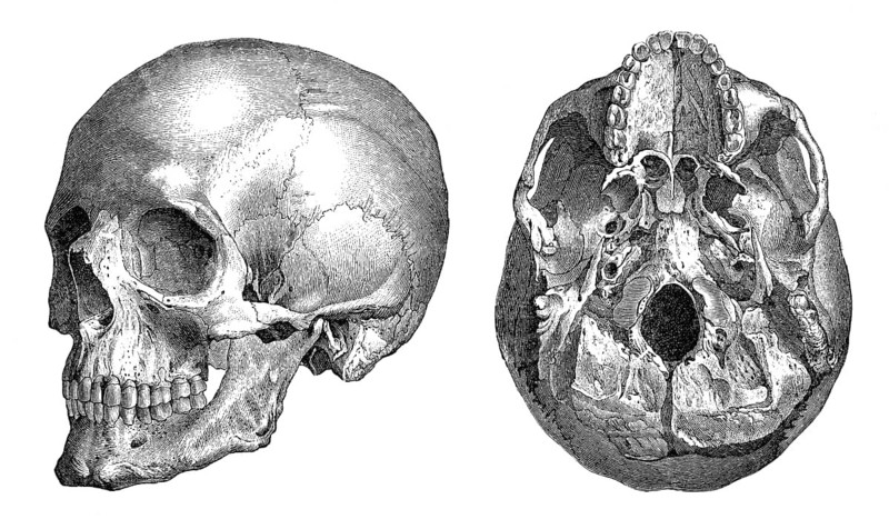 Human skull, anatomical illustration, 19th Century, menschicher Schädel, anatomische Zeichnung, 19. Jahrhundert