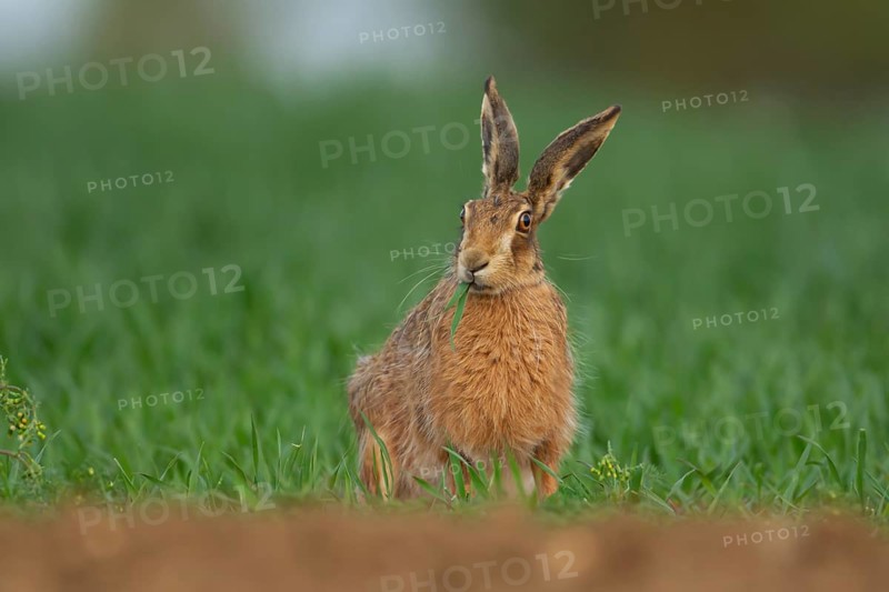European brown hare (Lepus europaeus) adult animal feeding in a farmland cereal field in summer, England, United Kingdom