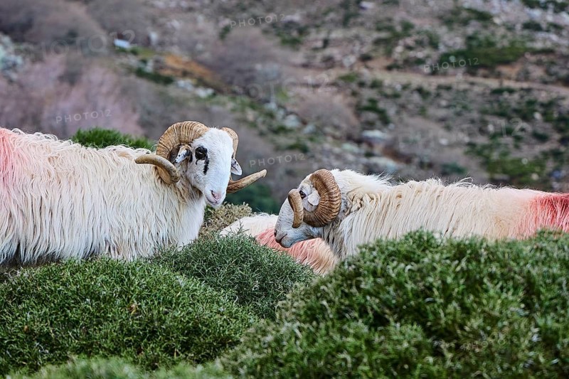 Two rams with horns standing between green bushes in a meadow, sheep (e) or goat (n), ovis, caprae, Crete, Greek Islands, Greece