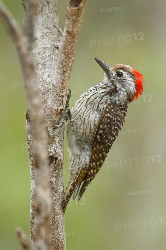 Golden-tailed Woodpecker (Campethera abingoni) female, Kruger National Park, South Africa
