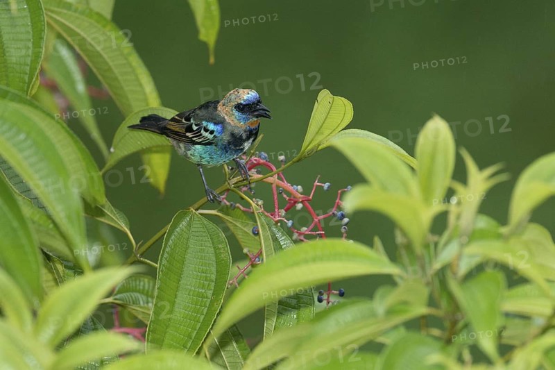 Golden-hooded Tanager (Tangara larvata), Costa Rica