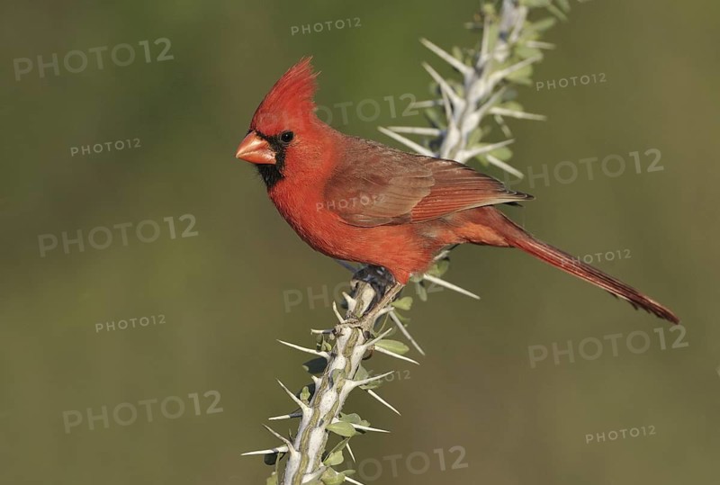 Northern Cardinal (Cardinalis cardinalis), Texas, USA