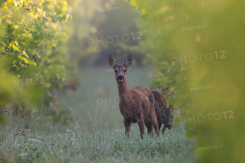 Roebuck with doe, Wittlich, Rhineland-Palatinate, Germany