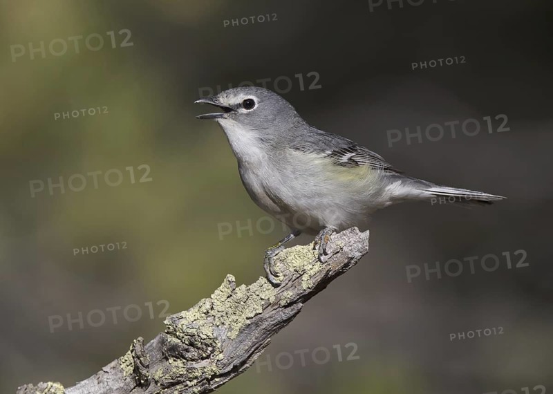 Plumbeous Vireo (Vireo plumbeus) singing, New Mexico, USA