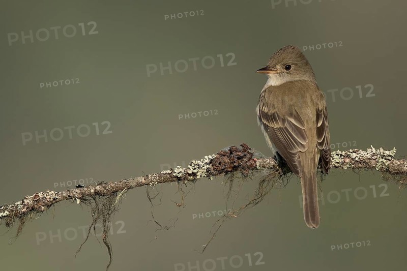 Willow Flycatcher (Empidonax traillii) perched on a branch, British Columbia, Canada