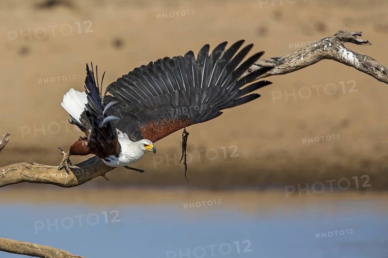 Black eagle hunting, prey, fish, (Haliaeetus vocifer), Africa, Zambia