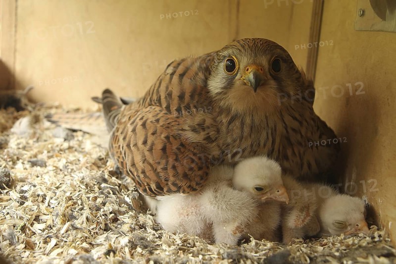 Common Kestrel (Falco tinnunculus) chick, Lower Saxony, Germany