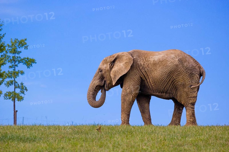 An adult female African elephant (Loxodonta africana) stands on a meadow with tall grass, eating it