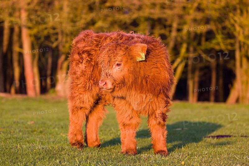 One Highland calf (Bos primigenius) taurus) stands on a meadow