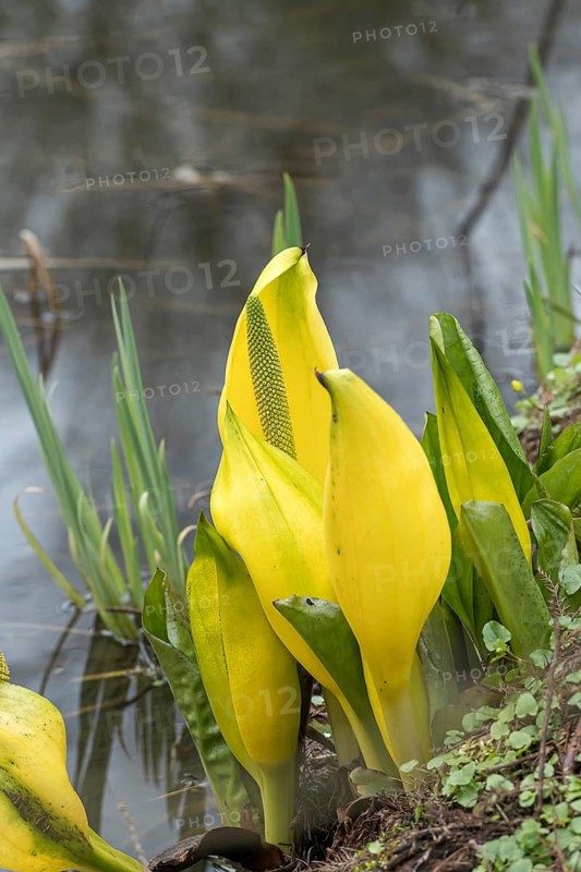 Yellow false calla (Lysichiton americanus), Ellerhoop Tree Park, Germany