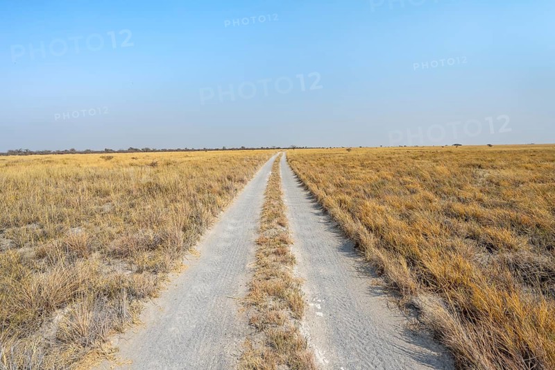 Road, track between yellow dry grass, Nxai Pan National Park, Botswana