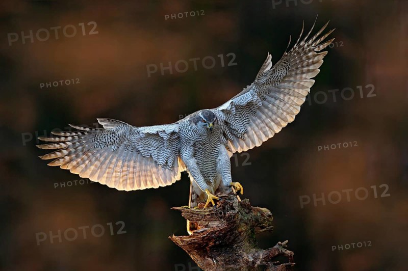 Goshawk flying, bird of prey with open wings with evening sun back light, nature forest habitat, Czech. Wildlife scene from autumn nature. Bird fly landing pn tree trunk in orange vegetation