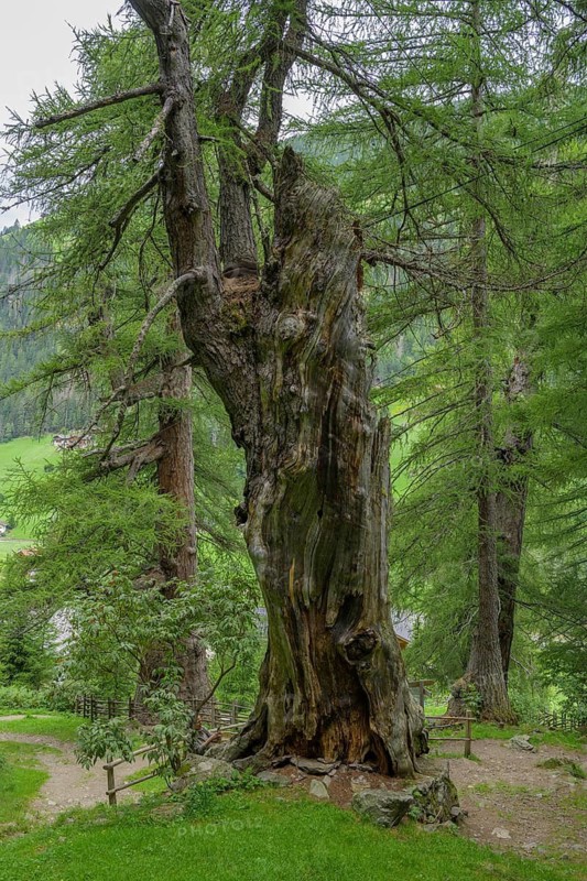 Primeval larch (Larix decidua), Ulten, South Tyrol, Italy