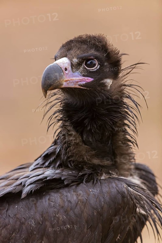 Cinereous Vulture, (Cinereous Vulture, Aegypius monachus), Animals, Birds, Sierra de San Pedro, Herreruela, Extremadura, Spain