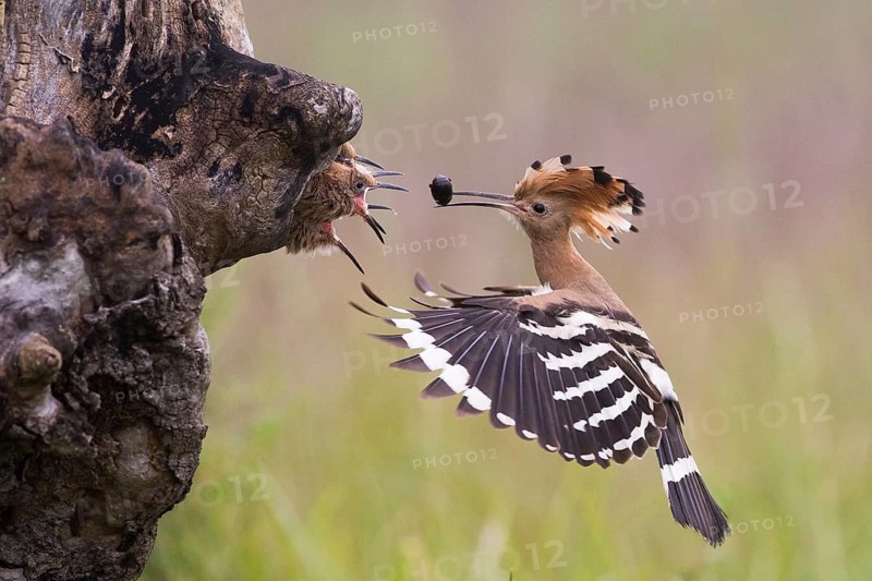 Eurasian Hoopoe (Upupa epops) feeding juveniles in nesting cavity, Subotica, Serbia
