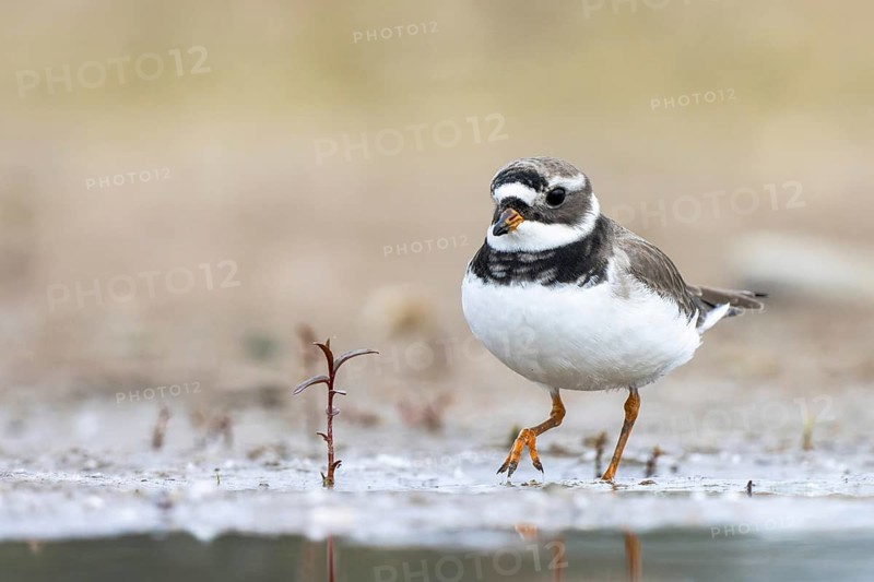 Common Ringed Plover (Charadrius hiaticula) foraging, North Rhine-Westphalia, Germany