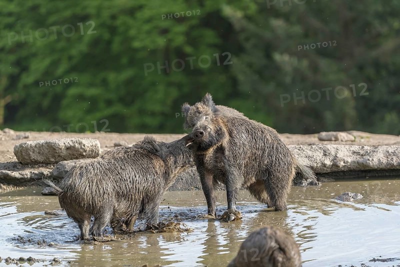 Two wild boar or wild pig (Sus scrofa), fighting in a small pool with a green forest in the background