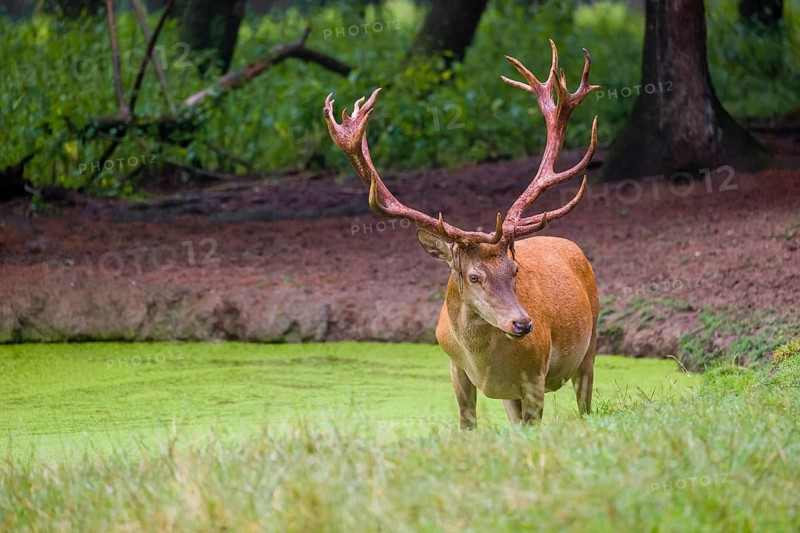 A red deer stag (Cervus elaphus) stands in a pond covered with duckweed
