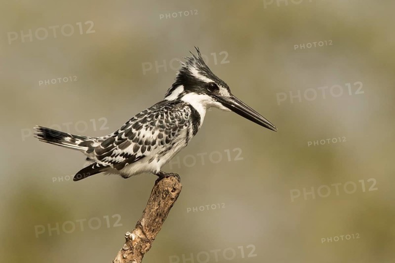 Pied Kingfisher (Ceryle rudis) male, Gambia
