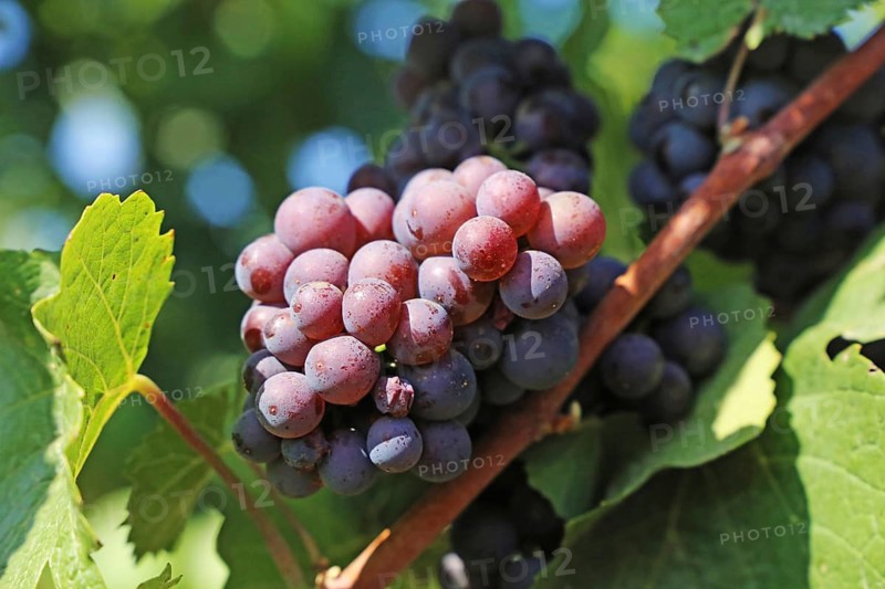 Close-up of blue grapes on vines in the Palatinate