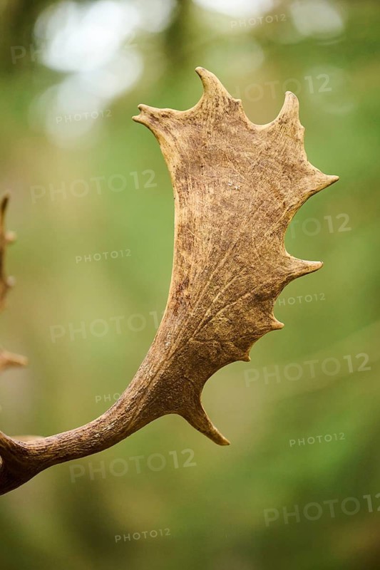 European fallow deer (Dama dama) stag, antler, detail, Bavaria, Germany