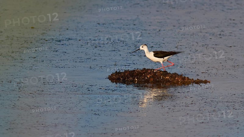 Stilt (Himantopus himantopus), A long-legged bird stands on a small island in the water, Gialova lagoon, protected wetland, bird paradise, Navarino Bay, Pylos, Peloponnese, Greece