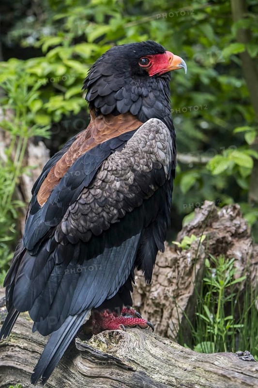 Bateleur (Terathopius ecaudatus) perched in tree, endemic to Africa
