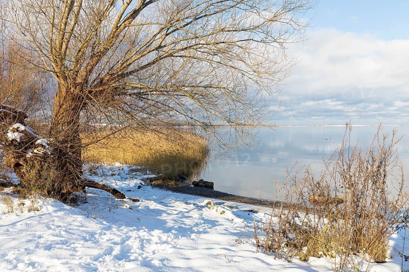 Shore in Hoben with reed belt, old willow (Salix) and snow on a calm winter day, Wismar Bay, Wismar, Mecklenburg-Vorpommern, Germany