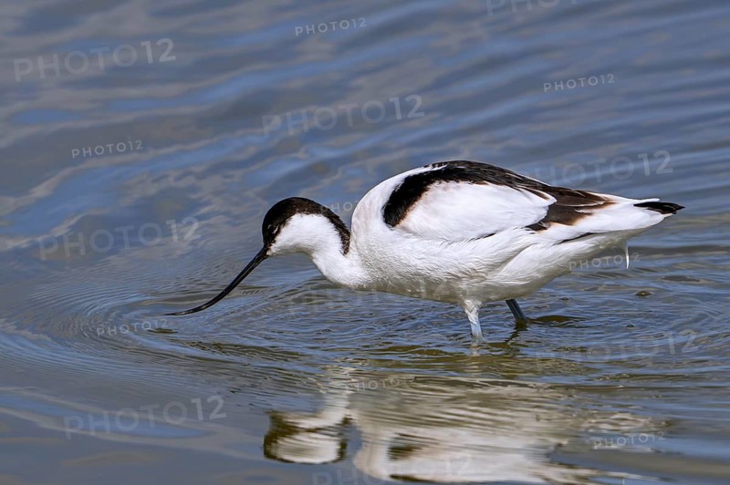 Pied avocet (Recurvirostra avosetta) feeding, foraging in shallow water of pond