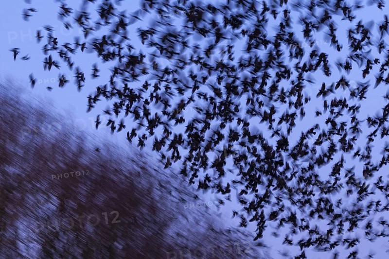 Western Jackdaw (Coloeus monedula) huge flock in flight, Lower Saxony, Germany