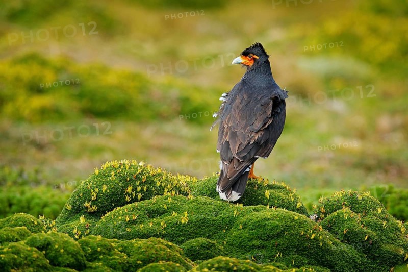 Carunculated caracara, Phalcoboenus carunculatus, beautiful bird of prey from Antisana in Ecuador. Caracara in high altitude mountain habitat, green hill vegetation. Wildlife scene from nature