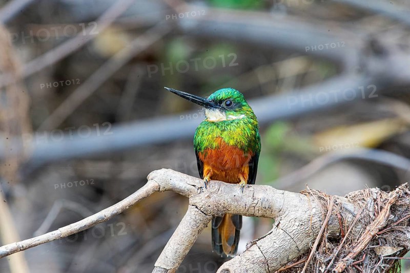 Rufous-tailed jacamar (Galbula ruficauda) Pantanal Brazil