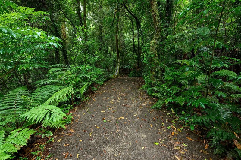 A narrow path runs through a dense forest of green ferns and foliage, Waterfall track, Mclaren Fall Park, Omanawa, North Island, New Zealand