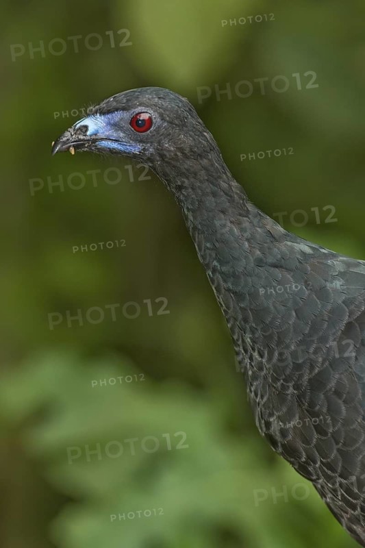 Black Guan (Chamaepetes unicolor), Costa Rica