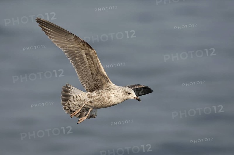 European Herring Gull (Larus argentatus) juvenile flying, Baltic Sea, Germany